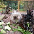 Kaninchen   